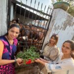 कनिष्का फाउंडेशन छत्तीसगढ़ ने किया गौ सेवा कार्यक्रम का आयोजन