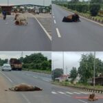 झलप-ढाक टोल प्लाजा पर सुरक्षा व्यवस्था पर उठे सवाल, हाईवे पर मवेशियों की मौजूदगी से बढ़ी दुर्घटनाओं की आशंका